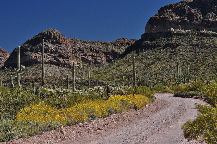 the desert floor
